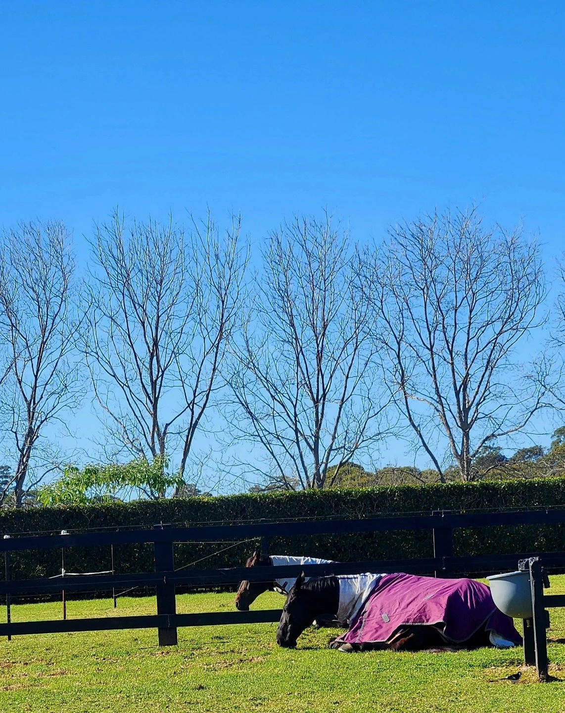 Hump day vibes here.😴 Boys enjoying the beautiful sunshine!! 🌞