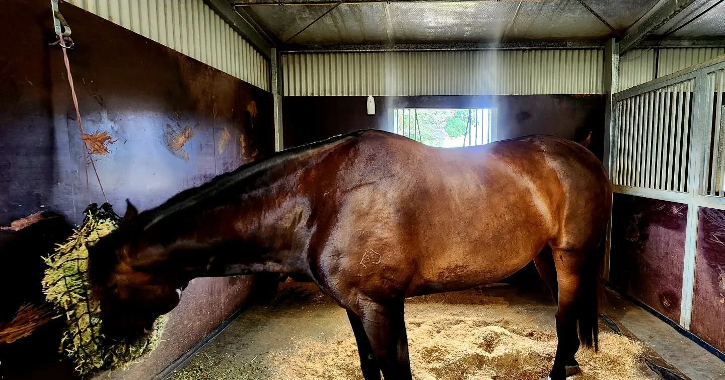 Today totally called for the misters and fans in the stables 🥵🔥 I just love Bloomfield Valton's coat shine and dapples 😍 Thanks to @rosehipvitalequineglobal