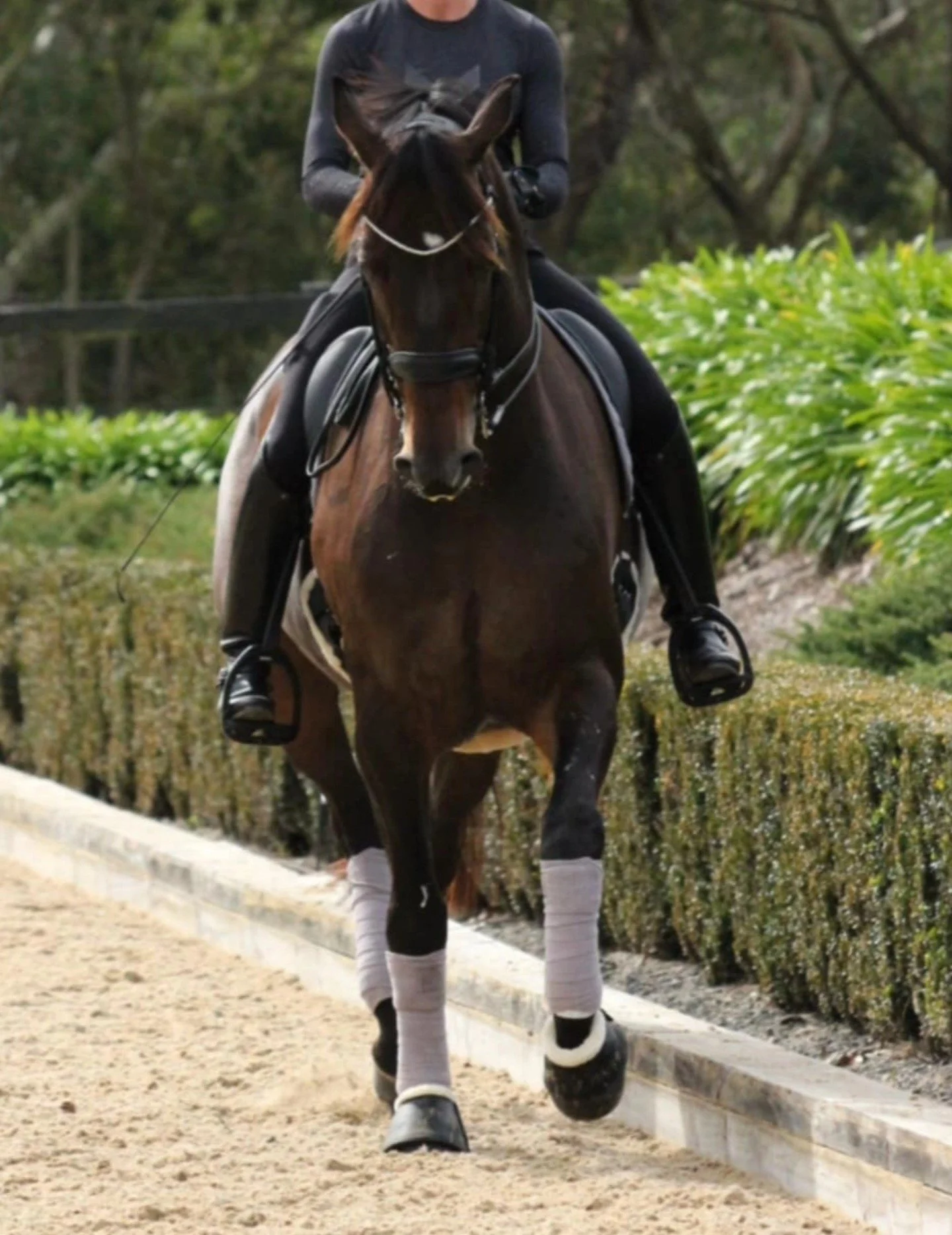 A wonderful 2 days of training with the awesome @jennylgehrke ✨️🙌🏻❤️🦄 feeling ready to roll into The NSW Dressage Championships next week with my special boys Bloomfield Valton and Destano II.
#brightonsaddlery #prestigesaddles #kepitalia #rosehip
