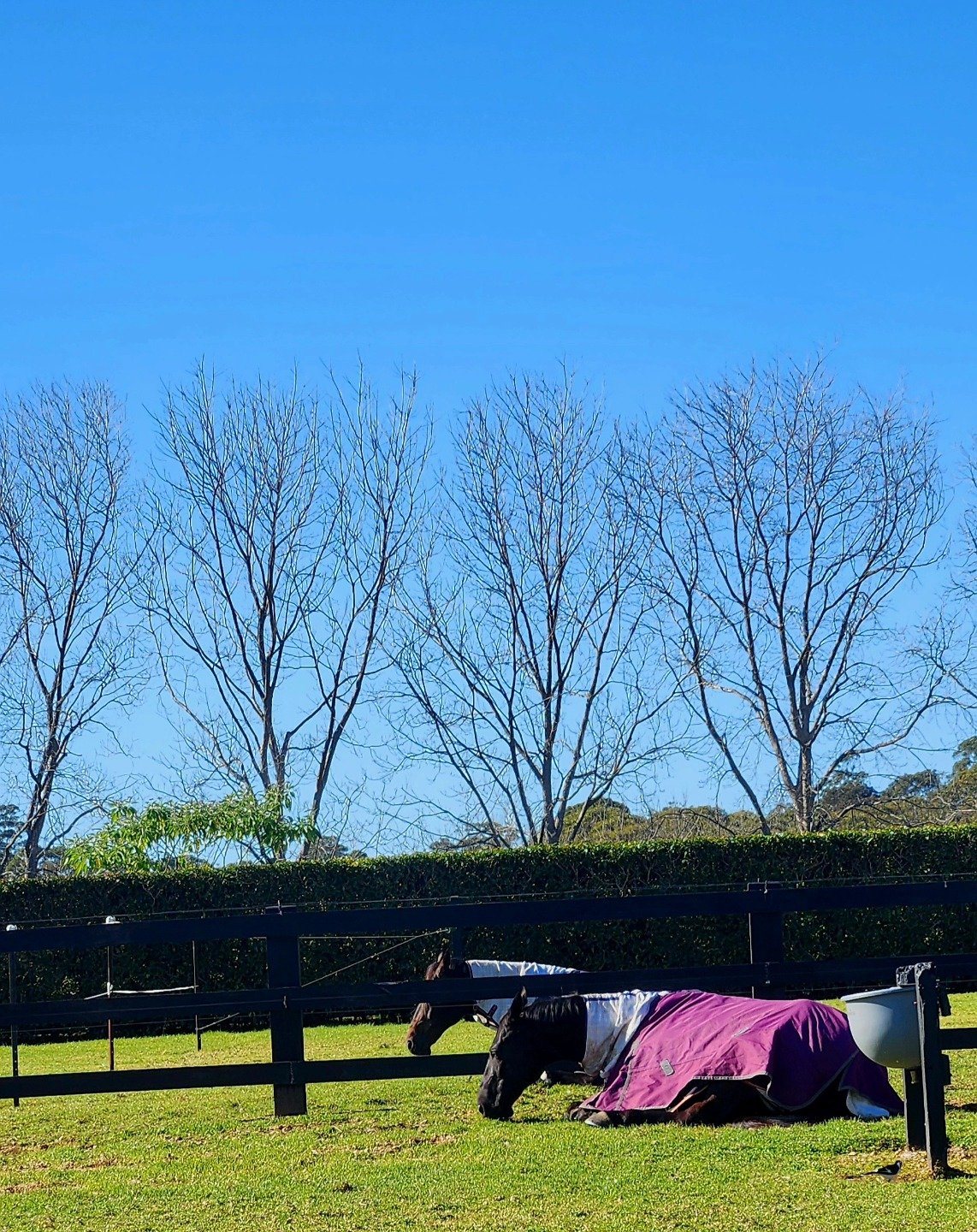 Hump day vibes here.😴 Boys enjoying the beautiful sunshine!! 🌞