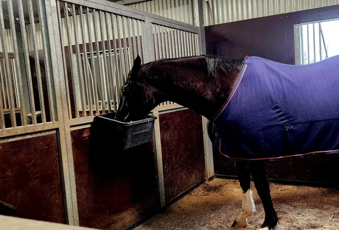 With all this torrential rain 🌧  World Star 🌟  is enjoying a night in a nice dry stable tonight. ❤️ special boy 🥰🥰🥰