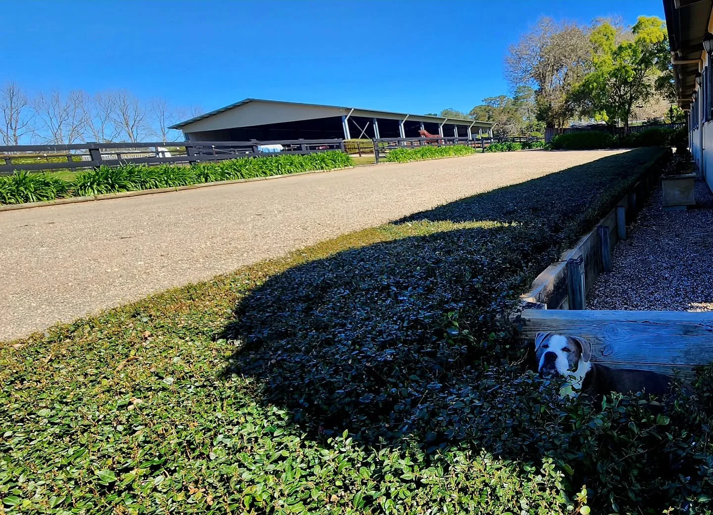 Where's Smokey 🤣🫣🐶🥰