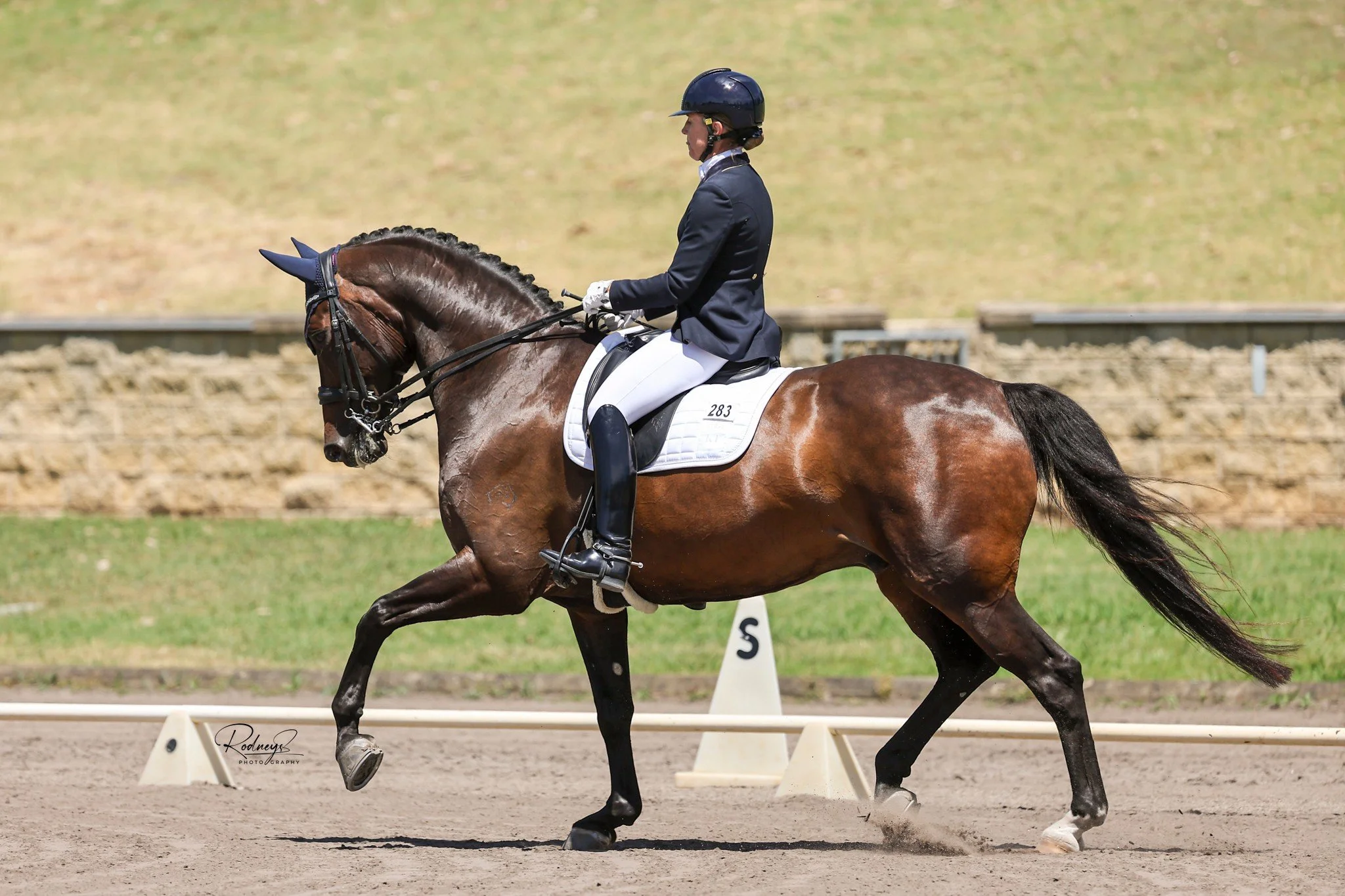 Bloomfield Valton was such a good boy at the recent Australian Dressage Championships  I thought he deserved some gorgeous photos from Rodney's Photography . 🦄🙌🏻👏🏻🫶🏻❤️ 

#brightonsaddlery #rosehipvitalequine #Bloomfield #dressage #ktwdressage
