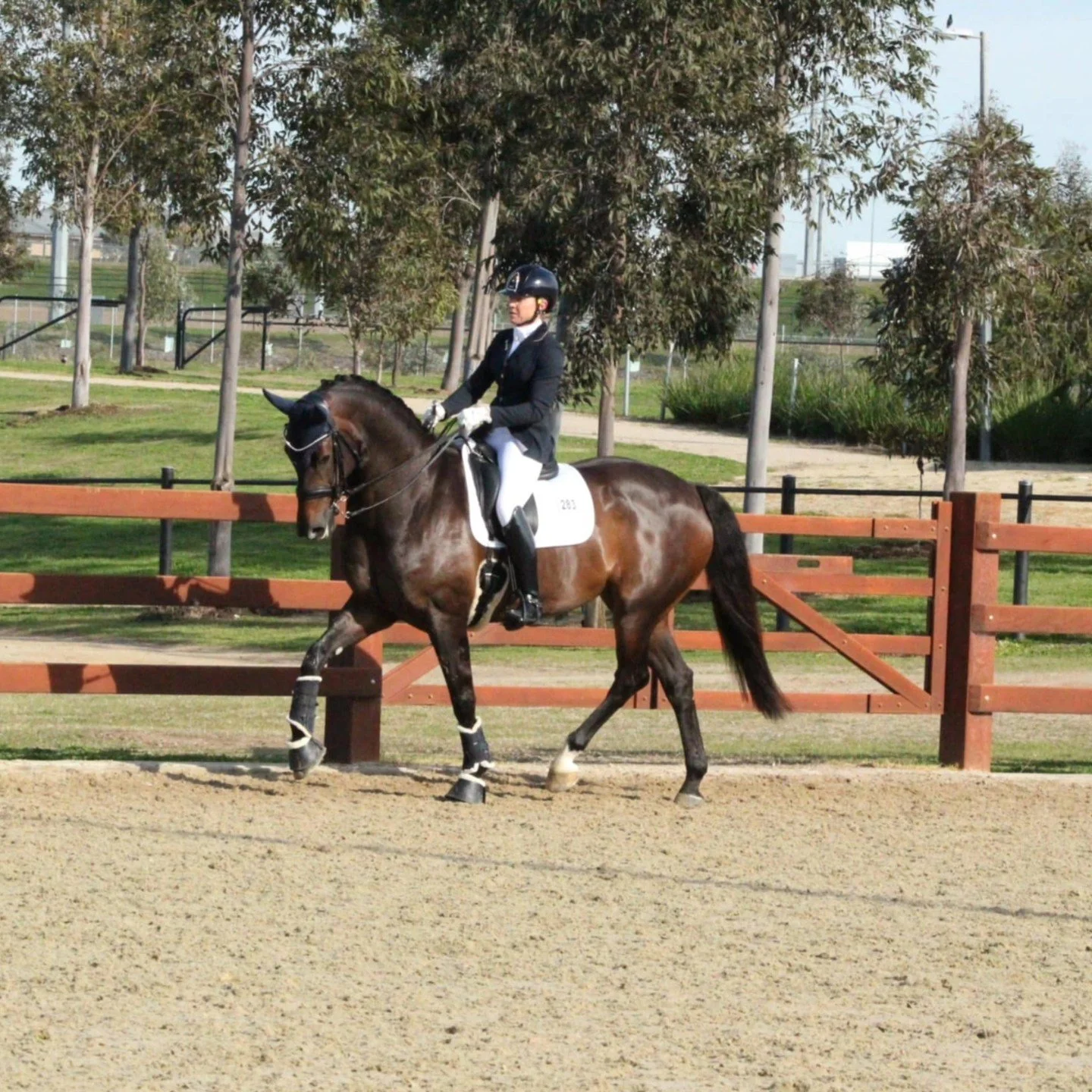 We have successfully returned home from the 2025 State Dressage Championships, safe and sound.

A big Thanks goes to Karen Lever and her team for organising a fantastic competition. ❤️🙌🏻👌🏻

Augusta Muir, thank you for sponsoring the Medium class.