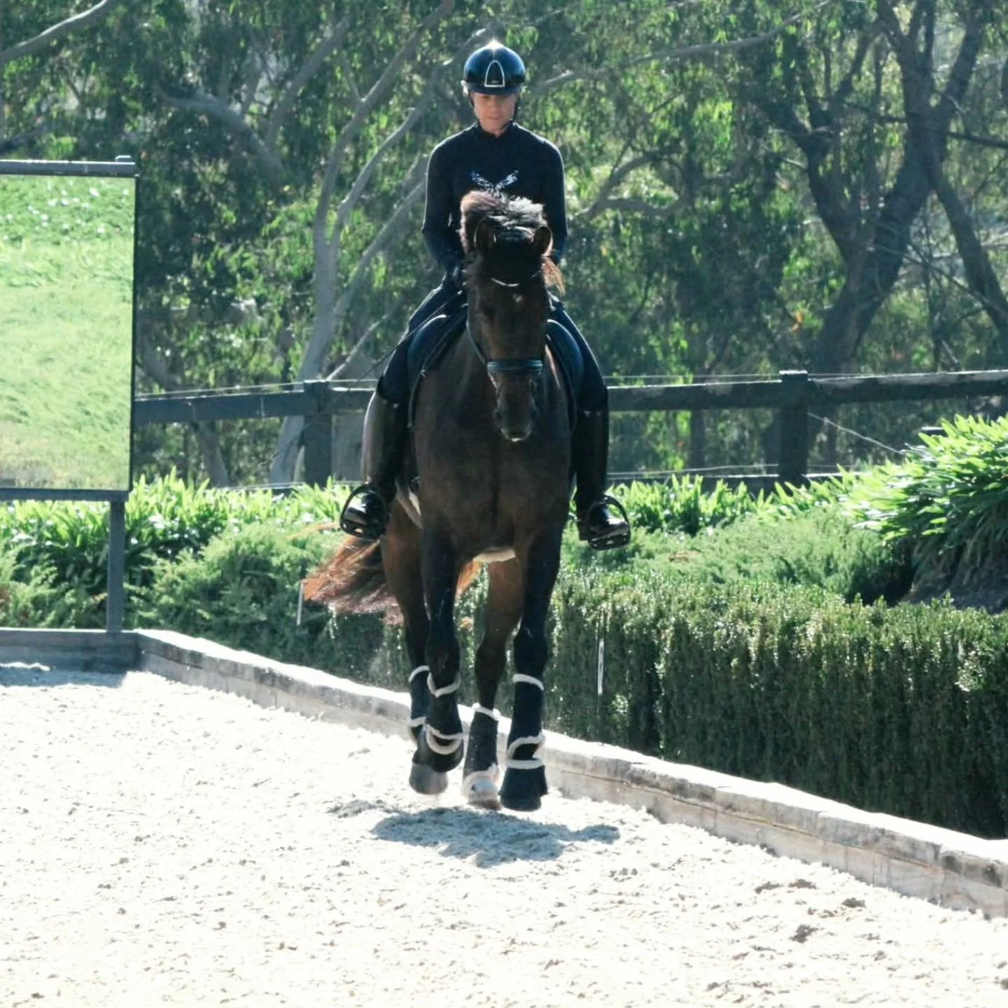 Love training my boy Bloomfield Valton always tries his heart out ❤️🦄👏🏻😍
