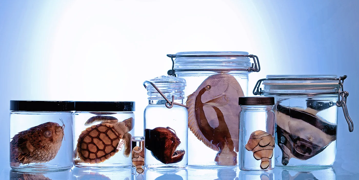 Animals of Finding Nemo