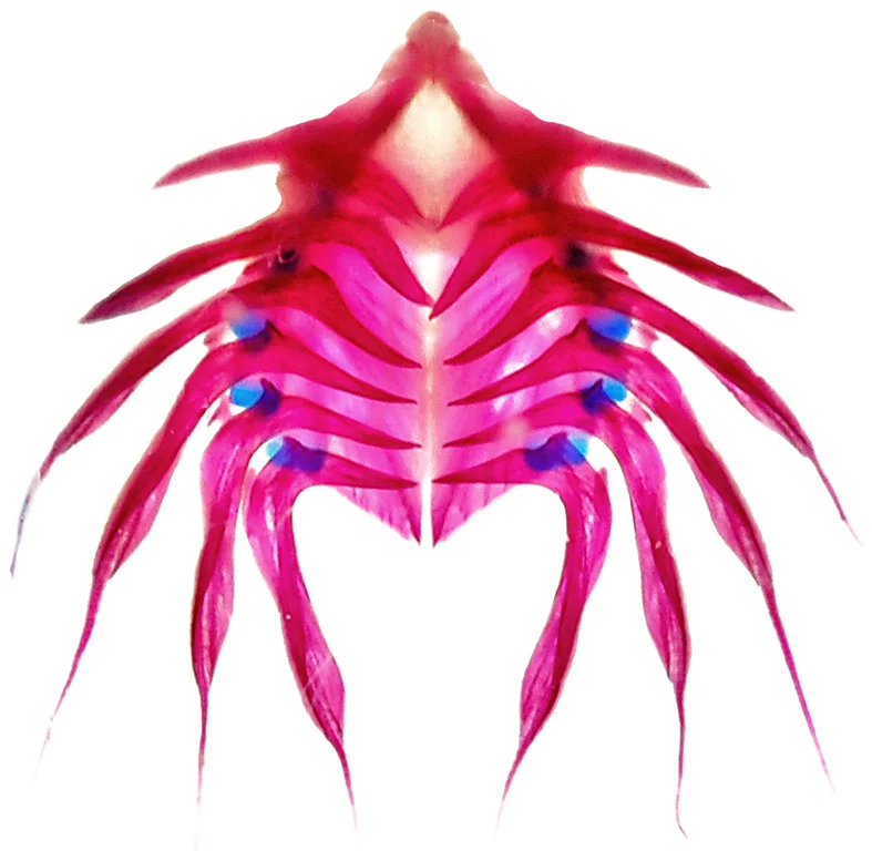 Cleared and Stained Pelvic disk of <i>Eumicrotremus orbis</i>