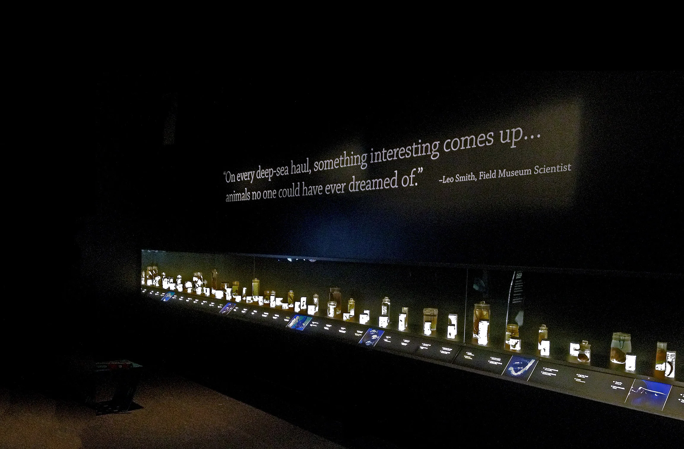 Creatures of Light Exhibit at The Field Museum