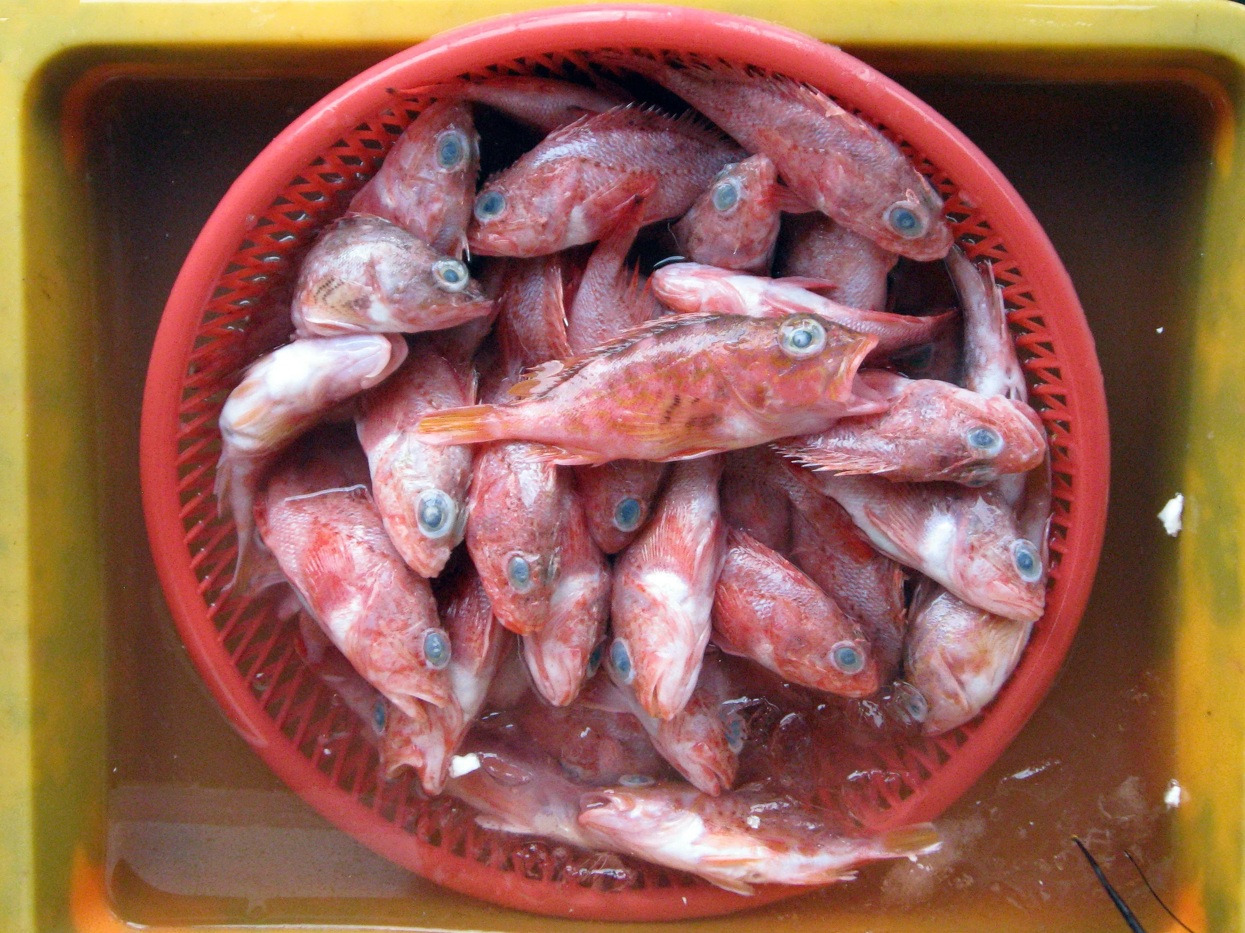 Scorpionfishes in Taiwanese market