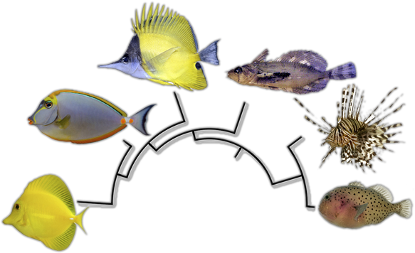 What the Fish? Episode 13: Exploring Fish Evolution on the Tree of Life —  Smith Laboratory: Evolution & Natural History of Fishes