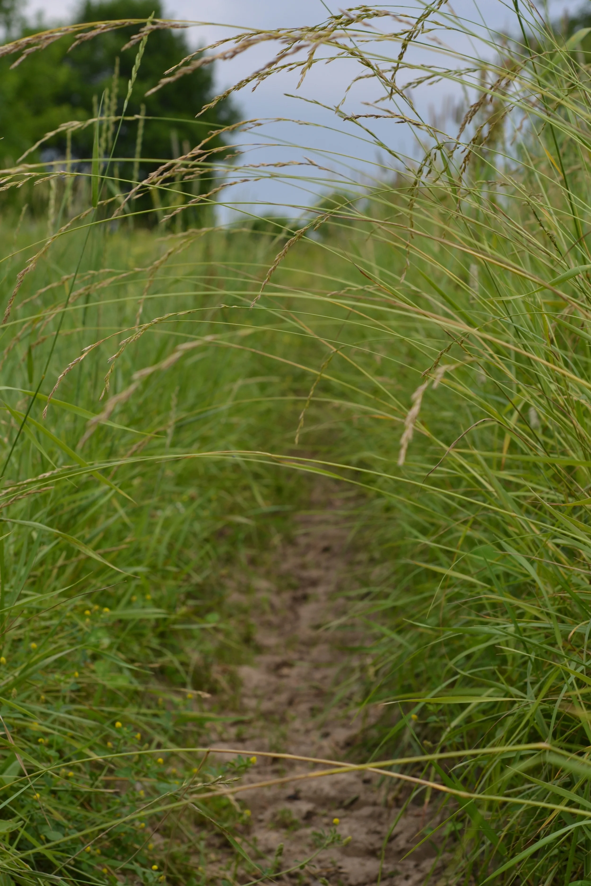 DSC_0460 2.jpg