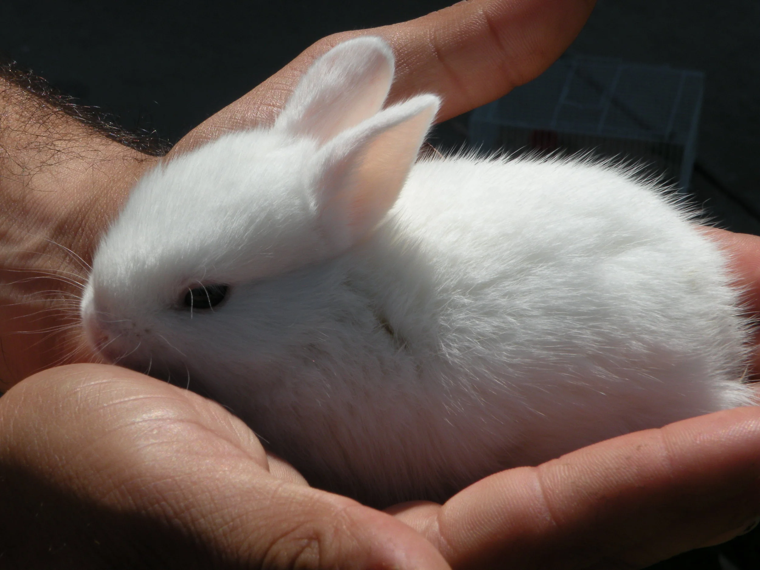 Easter Bunny Surprise?