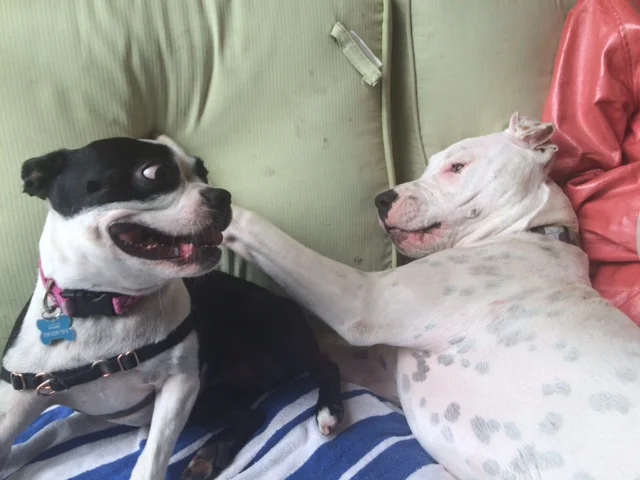 Only (Fur) Child vs. Pets with Benefits