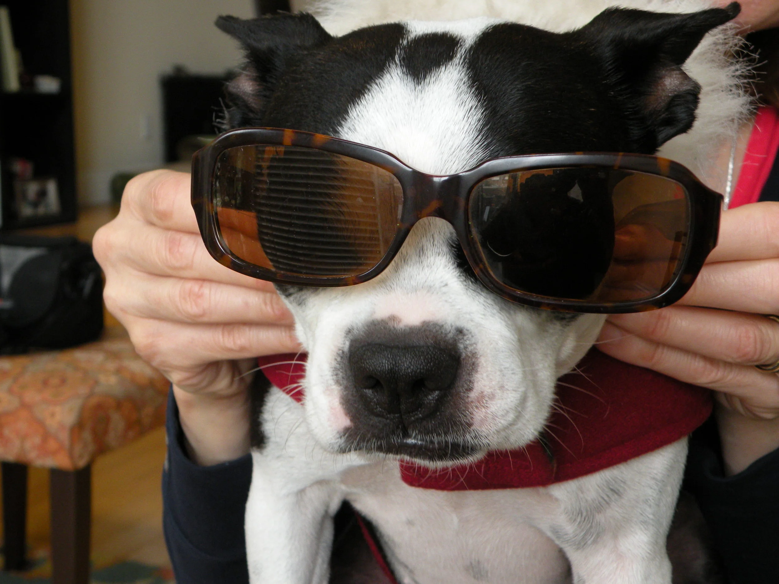 Seeing Stars: Your Pet in Pictures?