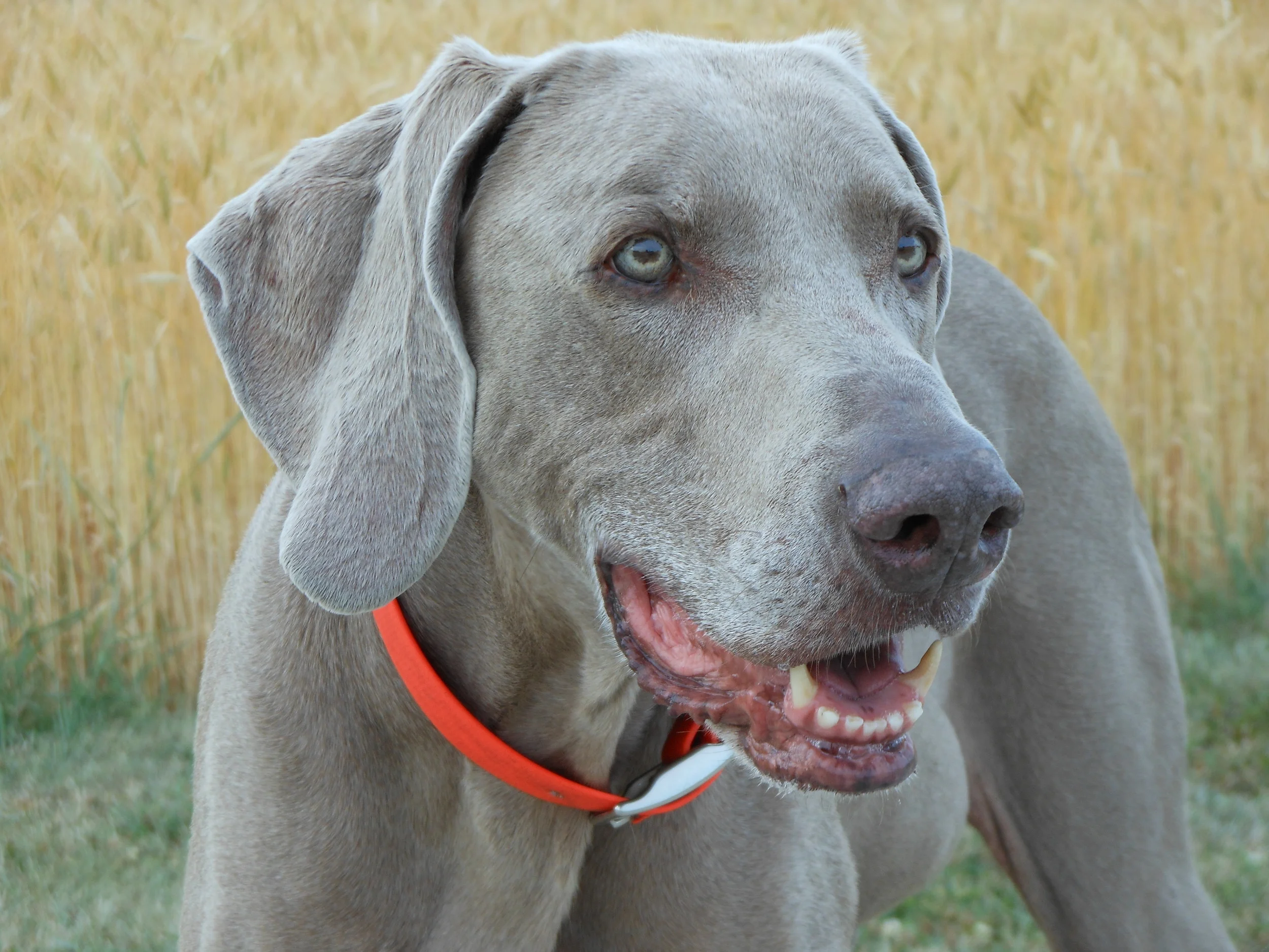 When is it Time to Say Goodbye?