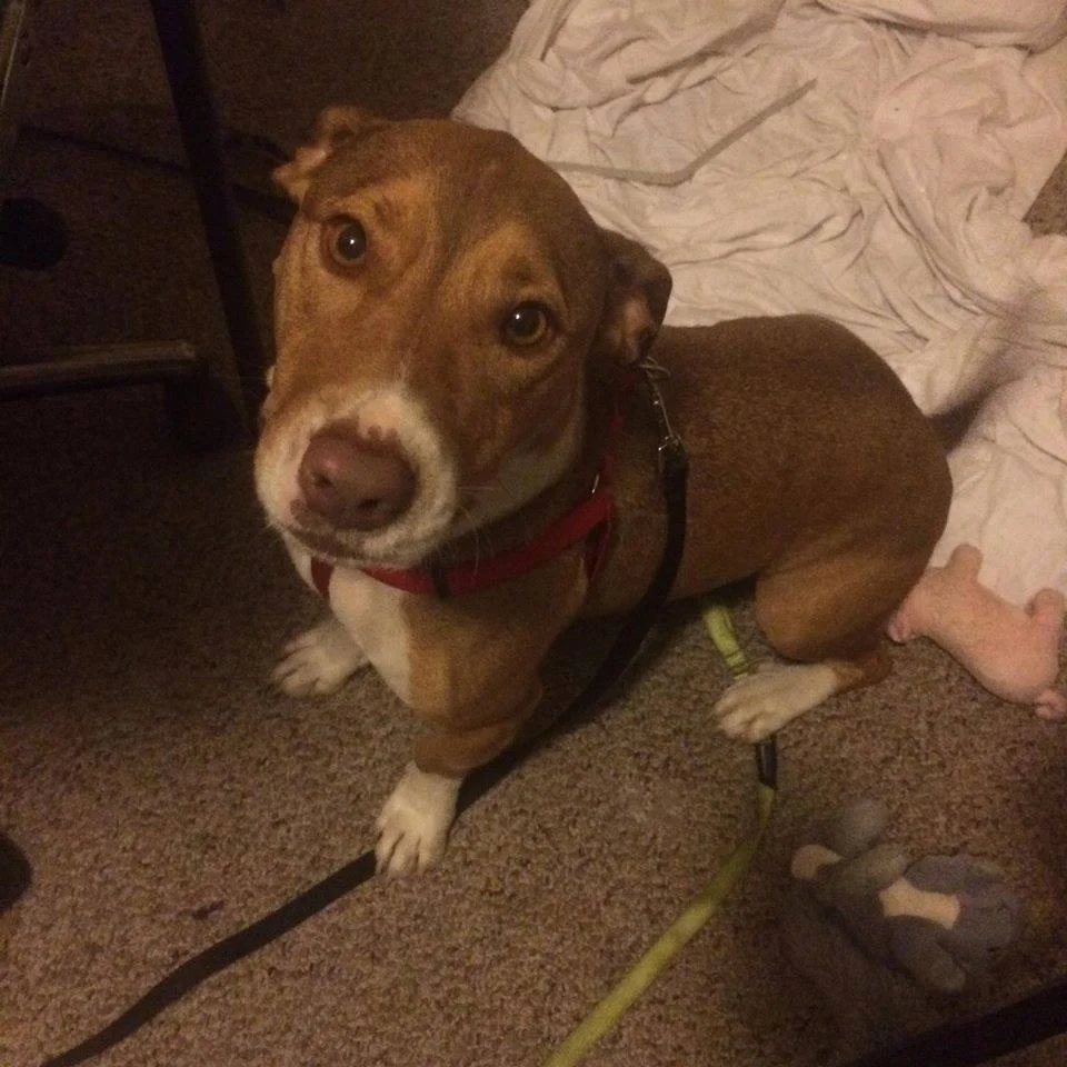 Everyday Heroes Foster for Life