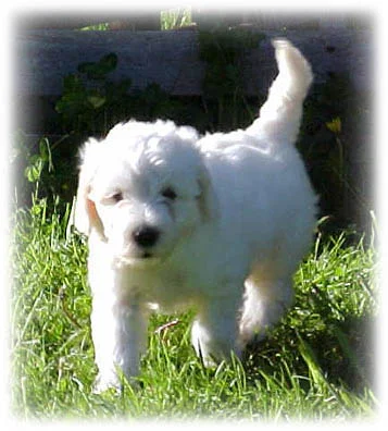 Designer Dogs: Best of Two Worlds?