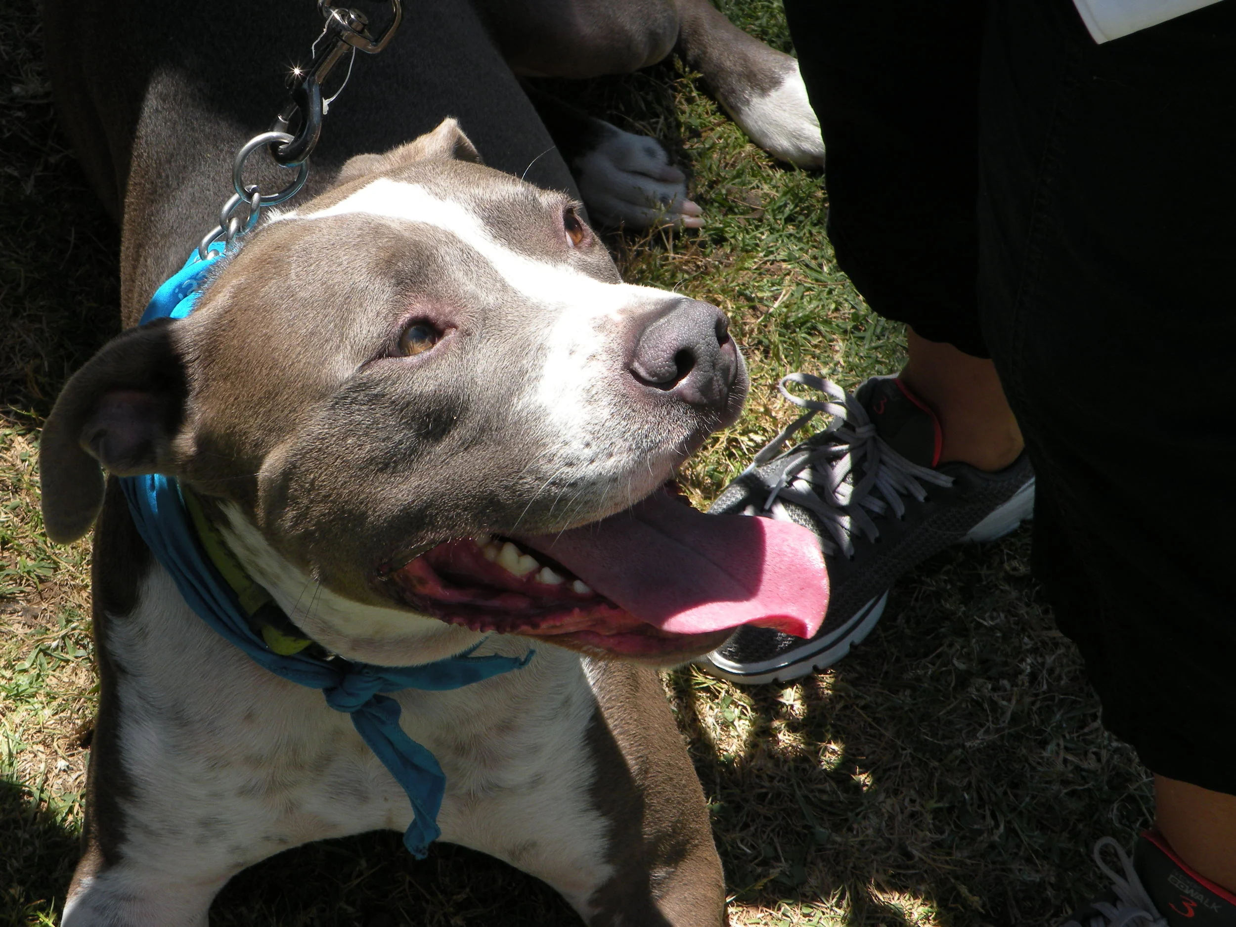 Adoption: Not "Cheap" At Any Price