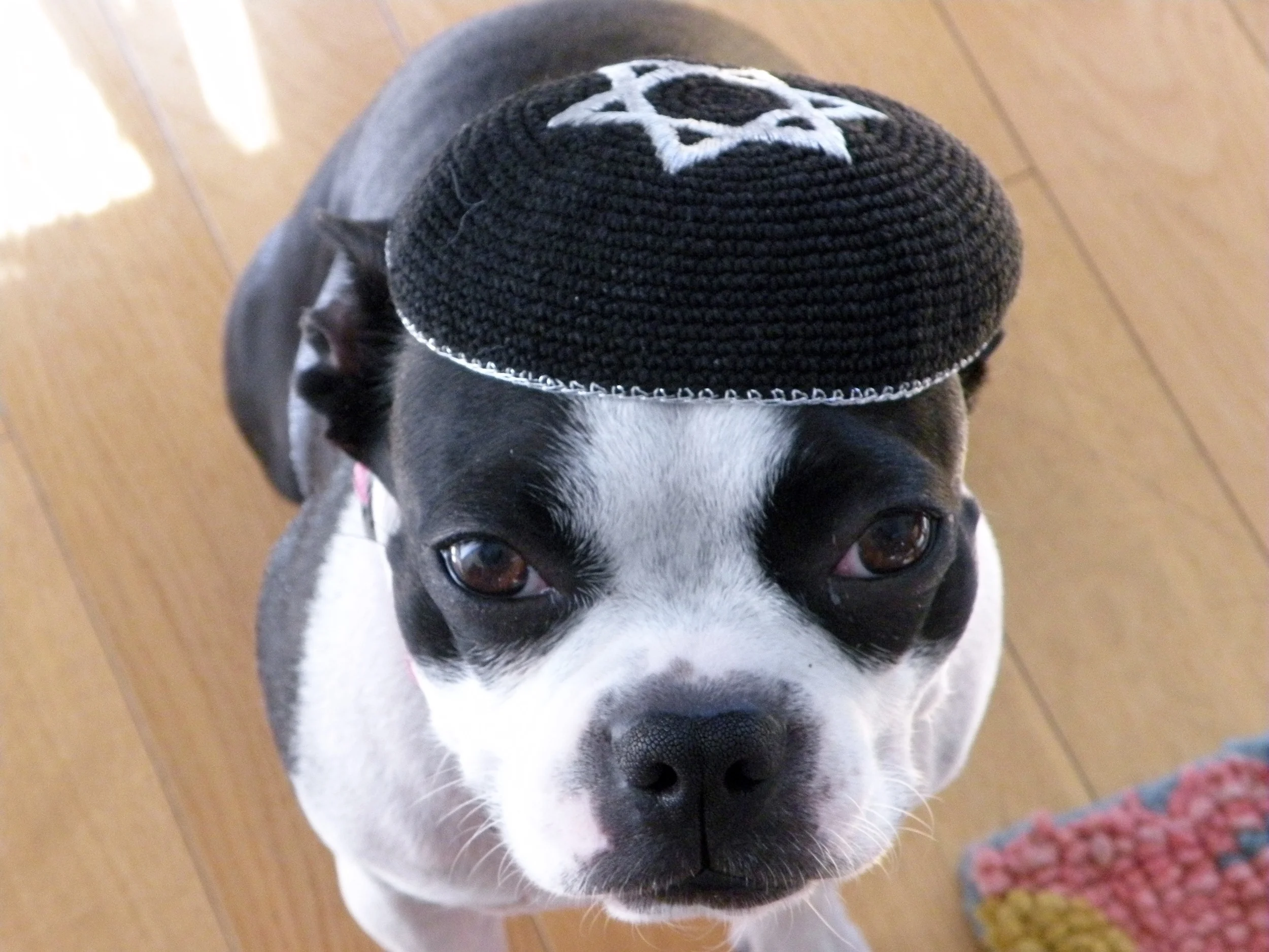 For Pet-Defenders, Every Day Is Holy