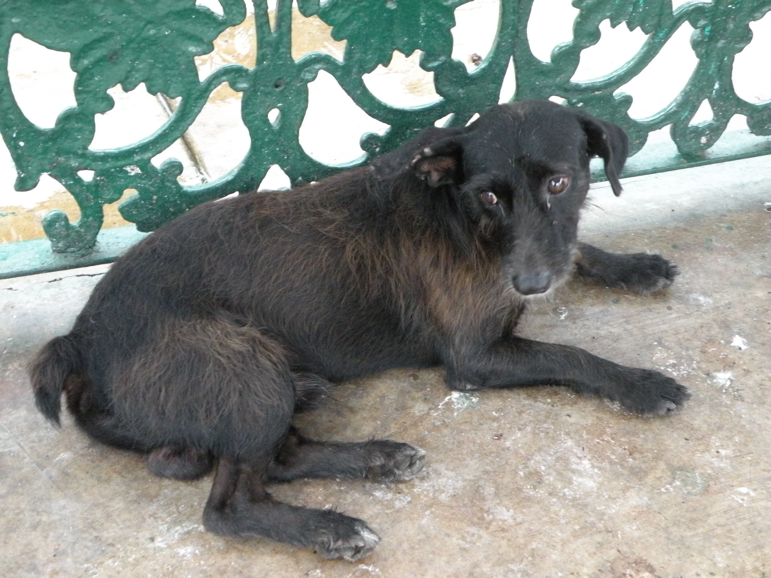 A Dog In Mazatlan - Our Treasure of Travel