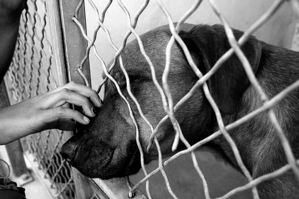 Adopt or Shop: Making An Informed Decision