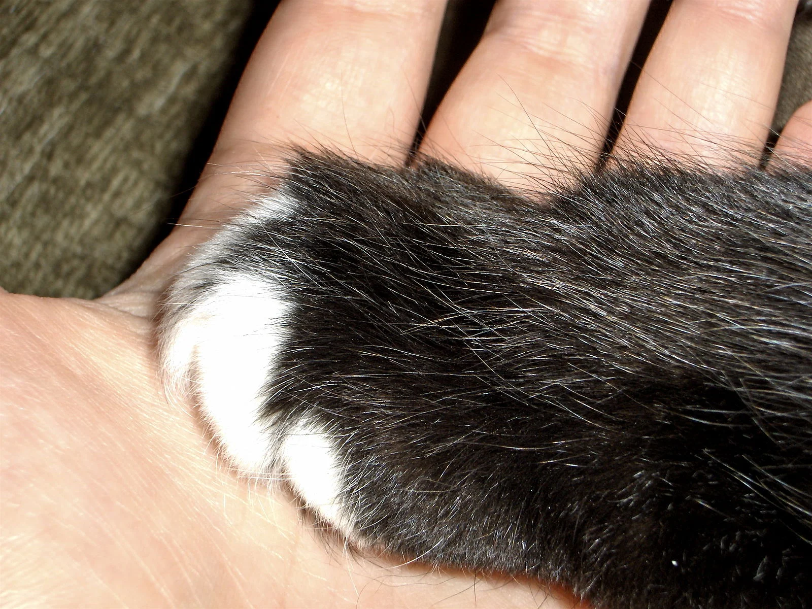 In Their Darkest Hour: Care for Dying Pets