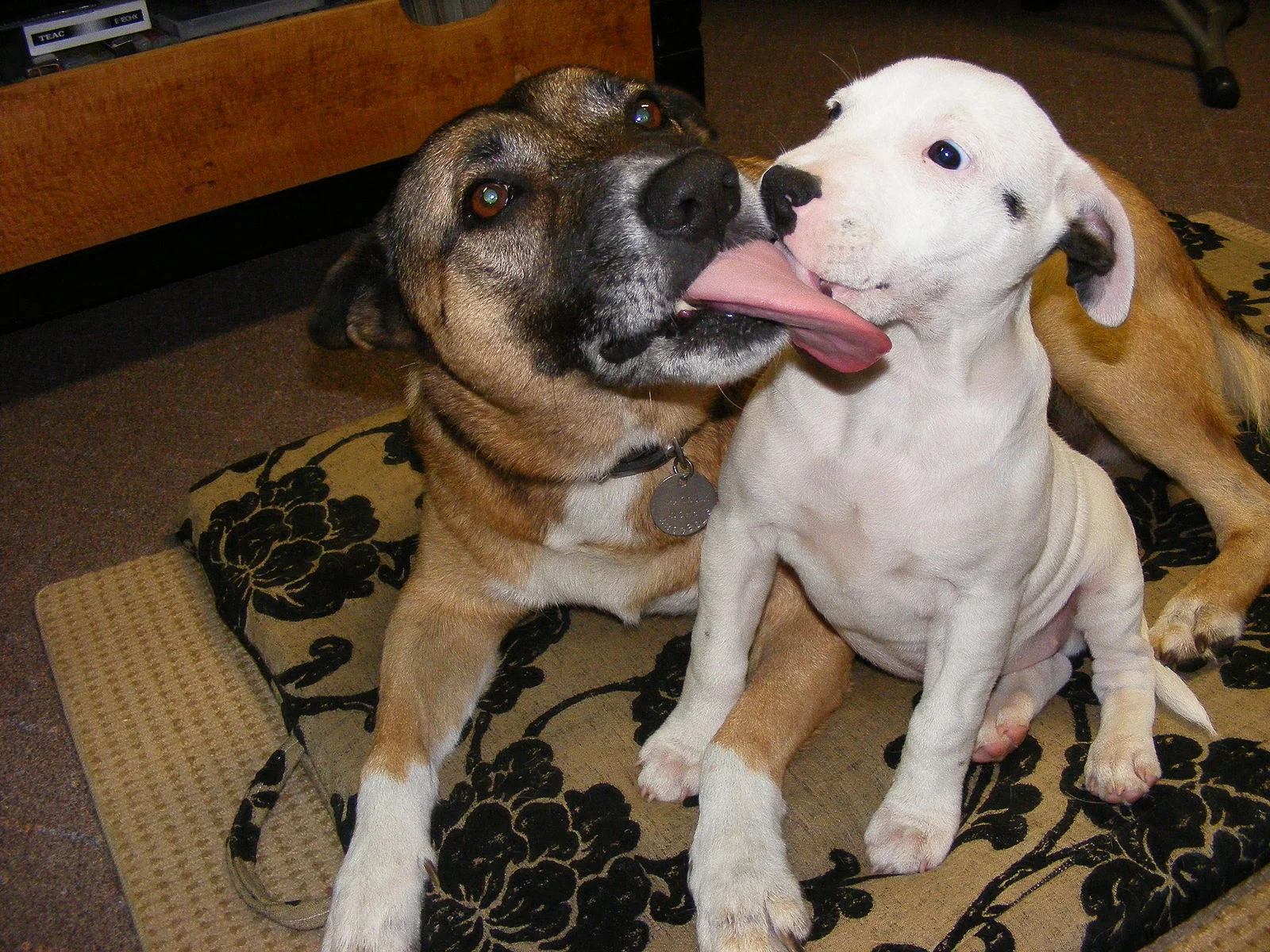 Dog Licks: Love Or Obsession?