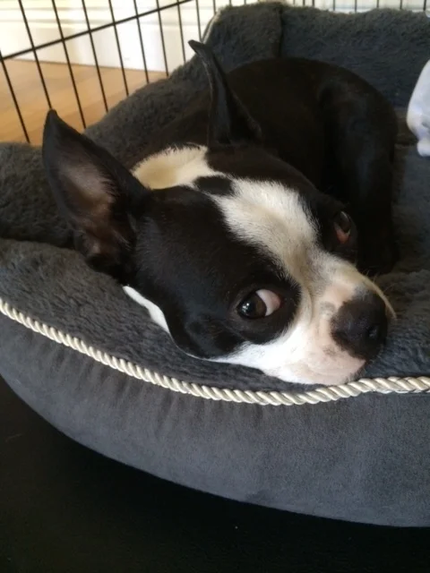 Sleeping with Pets: The Challenge of Twin Beds