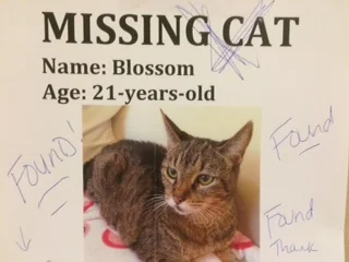 One Cat Builds A Community - In Her Absence