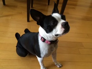 The Forever Endeavor: Loving Our Pets In Sickness and In Health