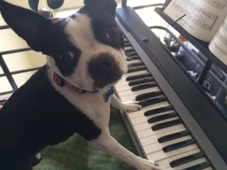 Our Departed Animal Companions Would Want Us to Keep Living Our Lives