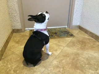 Lilly’s Lesson: Forgiveness 101