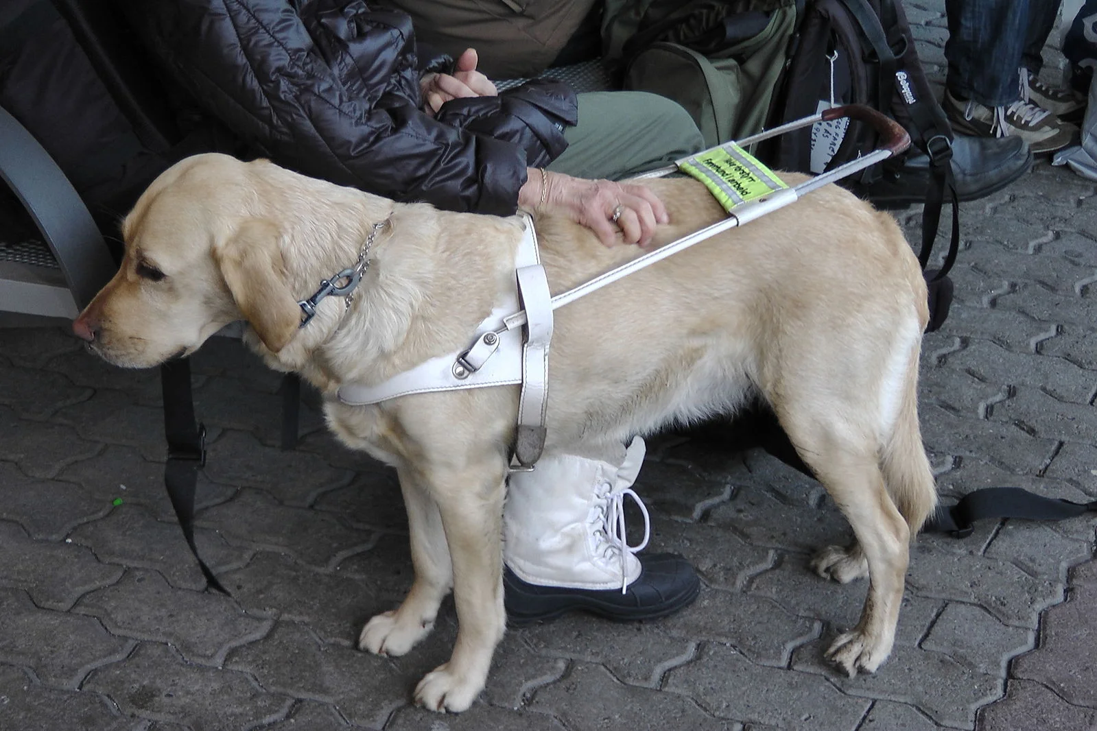 Can Rescue Dogs Become Service Dogs?