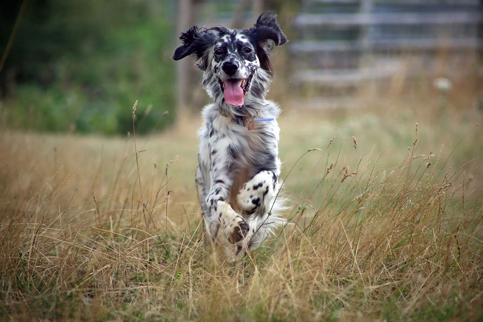 Can’t She Just Get Along (Part IV) - Other Dog Walkers: The Wild Card