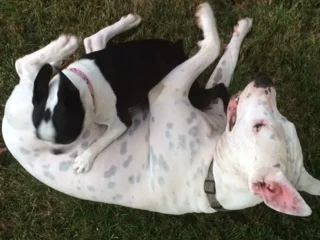 Happy Third Anniversary Letter to Our Doggie Daughter