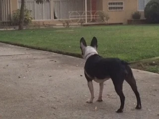 Losing a BFF is No Party for Dogs, Either