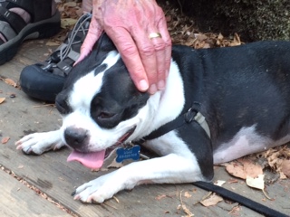 A Yom Kippur Apology to My Doggie Daughter