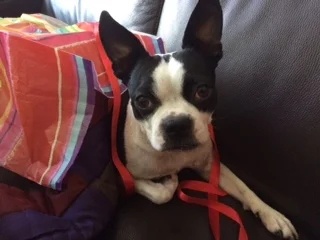 Pets As Gifts: Surprise! (Or Not)