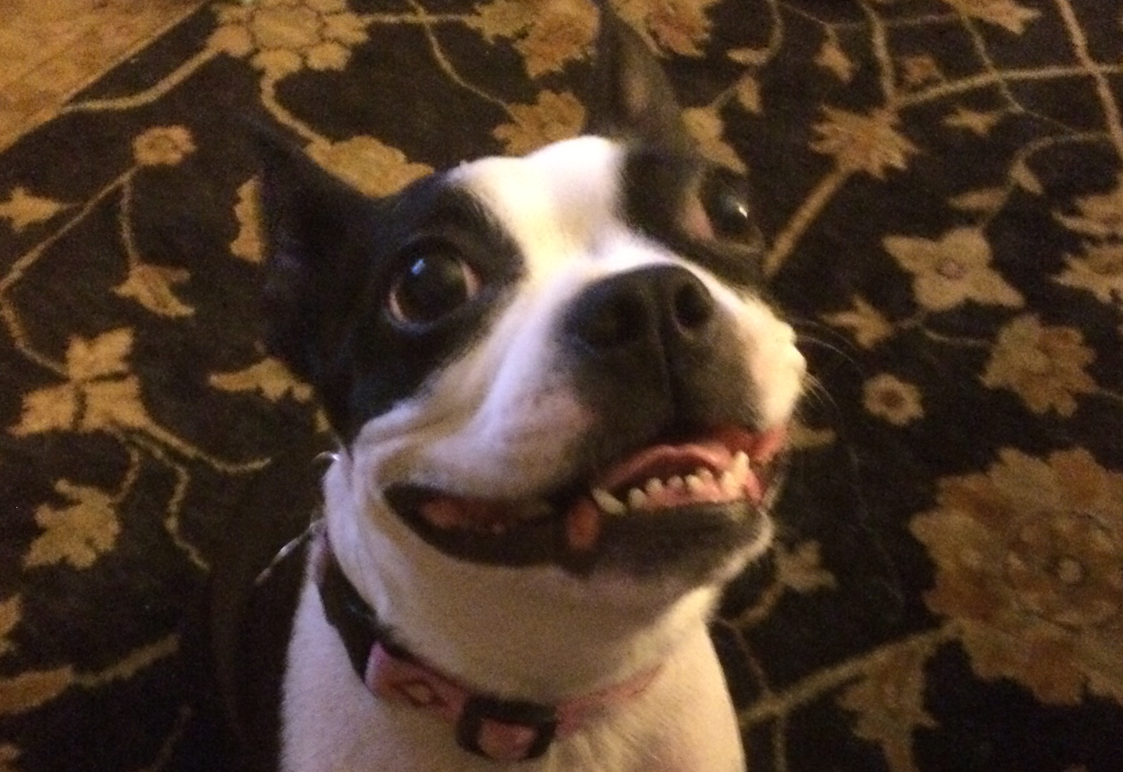 What Personality “Type” Is Your Dog? Does it Matter?