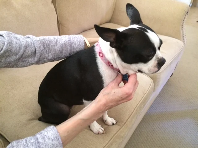 Lilly’s New Leash on Life