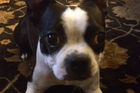 Delictus Interruptus: When Pets “Interrupt” Our Lives