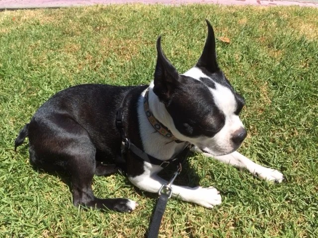 Making Time Makes All the Difference to a Pet