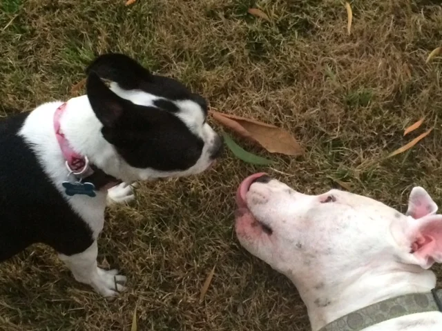  A Pit Bull’s Job: To Protect - and to Love