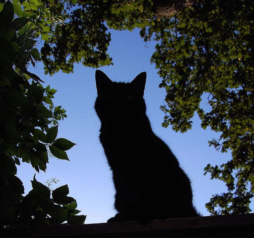 For Pets, “Home” is More than a Place to Rest and Eat