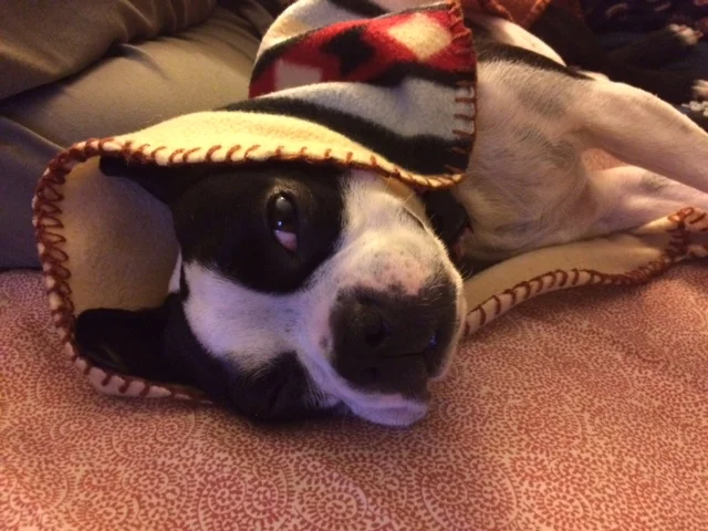 For a Healthy, Loving Pet, Structure Is Everything