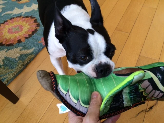 Dog Play - How to Keep Ruff from Getting Too Rough