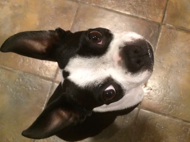 My Pet Eats Meat - and I Do, Too