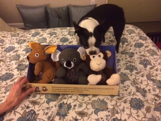 Pets Have a Permanent Place at Thanksgiving