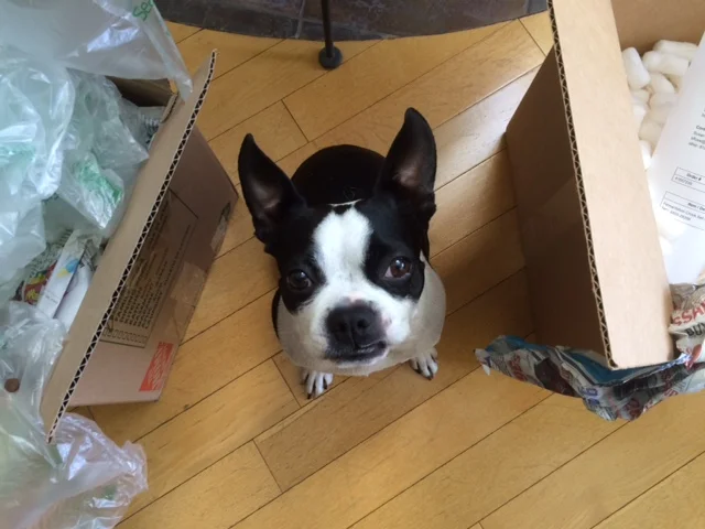 Pets Teach Us How to Live with Less