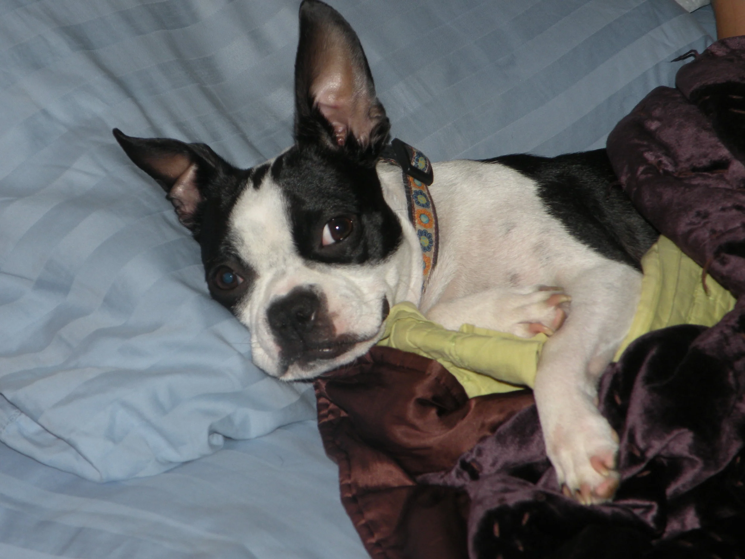 Forgiving the Unforgivable: When a Pet Dies In Someone Else’s Care